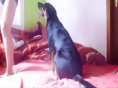 compilation of dogs fucking woman
