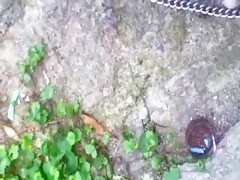 perro rampante