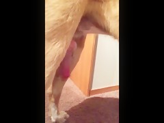 Boyfriend recorded while dog lick my pussy