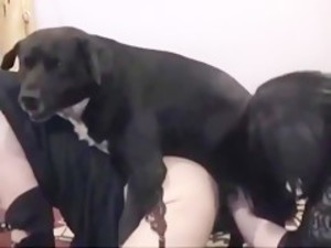 Perro negro enorme quiere follar