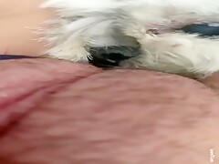 Dog licking pussy deep